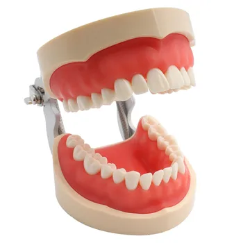 Zobni Poučevanja Model Standardne Zobozdravstvene Typodont Zob Model Predstavitve Z Odstranljivo Zob 200H