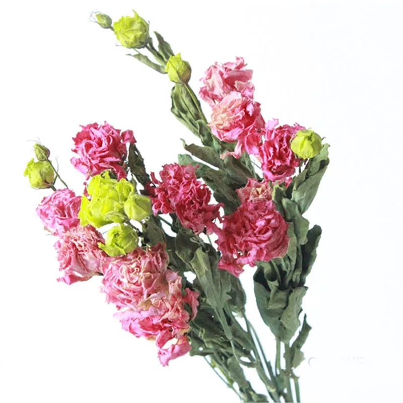 Multicolor Naravno Sušene Eustoma Grandiflorum Cvetje Pravi Cvetličarna Šopek Cvetja Ureditev Stranka Domu Dekorativni