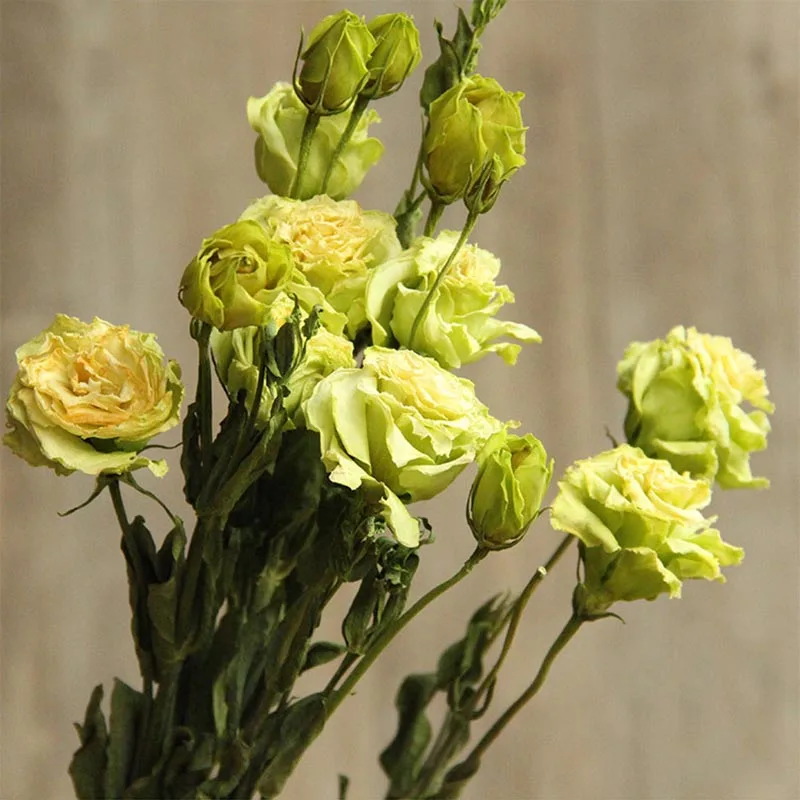 Multicolor Naravno Sušene Eustoma Grandiflorum Cvetje Pravi Cvetličarna Šopek Cvetja Ureditev Stranka Domu Dekorativni