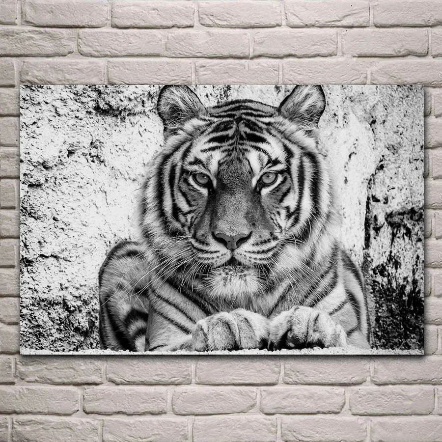 Bw lep tiger divja mačka portret živali umetnine tkanine plakat dnevni sobi doma stenske dekorativne platno, svila umetnosti tiskanja KH717