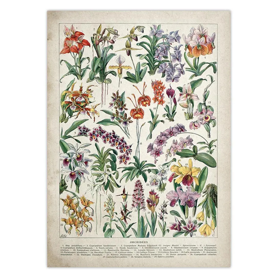 Botanični Izobraževalni Plakat Gobe Champignons Identifikacija Referenčne Diagram Diagram, Slika Wall Art Platno Slikarstvo
