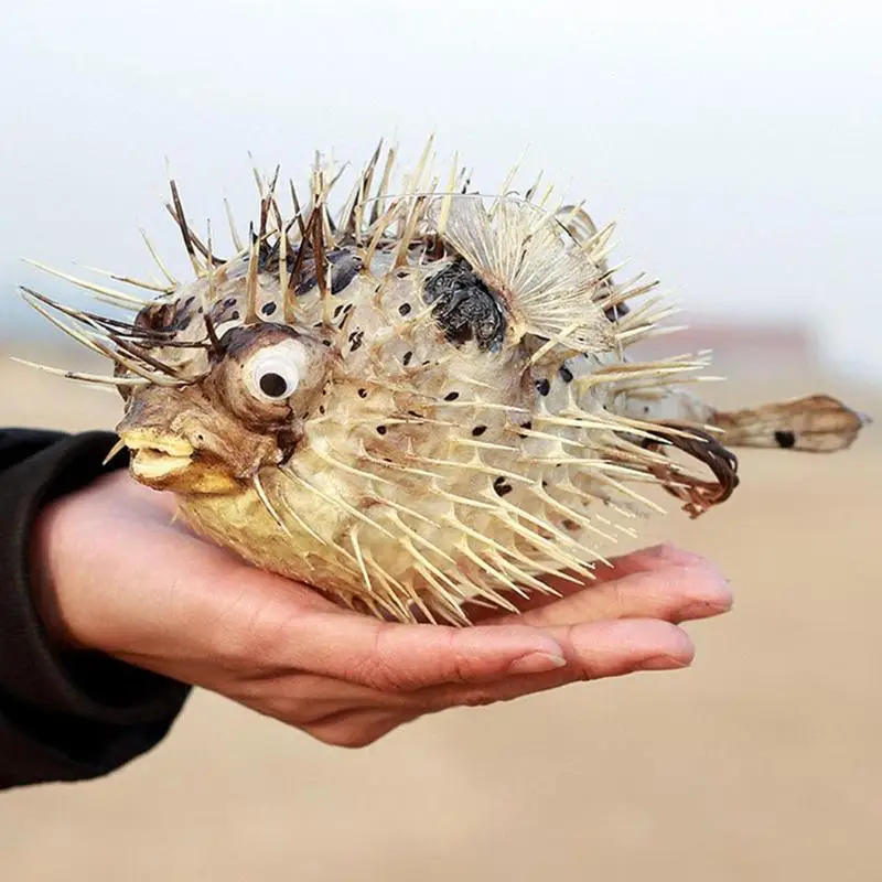 Morsko življenje trn ribe obrti sredozemlju doma dekoracijo naravnih školjk