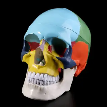Življenje Velikost Pisane Človeške Lobanje Anatomski Model Anatomijo Medicinske Poučevanja Okostje Glavo Halloween Bar Ornament, Ki Študirajo Dobave