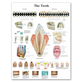 WANGART Anatomski Karte Človeški Zobje Grafikon Platno Slikarstvo Poster Tiskanje Stenske Slike Za Medicinsko Izobraževanje Urad Doma Dekor