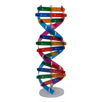 DNK Modelov Double Helix Popularizacijo Znanosti Poučevanja Igrača DIY Človeških Genov Pomoči Znanosti Posebnih Orodij Za Otroke Test Kit