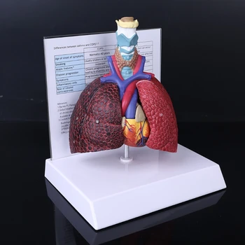 Življenje Velikost Človeških Pljuč, Anatomski Model Dihal Anatomija za Šolo Znanost Virov Študija Prikaz učni pripomoček