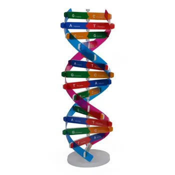 Najboljši Prodaje DIY Človeških Genov v DNK Modelov Double Helix Popularizacijo Znanosti Pripomočkov za Poučevanje Znanosti Orodja za Učenje, Izobraževanje Igrača