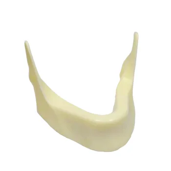 1 Kos Zobni Vsadki Praksi Zob Model z Imitacijo Kosti za Vrtanje Spodnja Čeljust