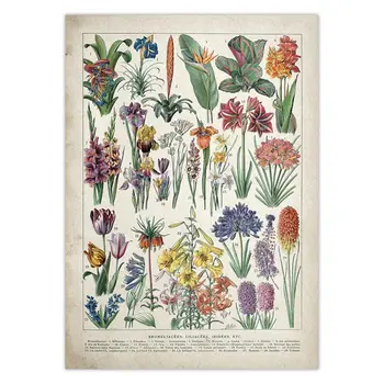 Botanični Izobraževalni Plakat Gobe Champignons Identifikacija Referenčne Diagram Diagram, Slika Wall Art Platno Slikarstvo