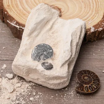 Odkop Raziskovanje Fosilnih Polje zapakirane Naravni Kamni Ammonite Fosilnih Primerkov Dekoracijo