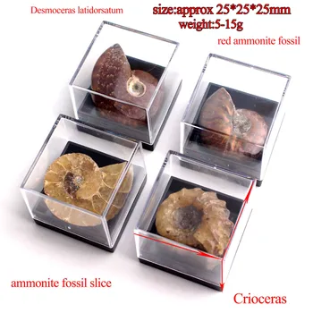20pcs Naravnih Živalskih Fosilnih Polje Z Minerali Vzorcu, Biologijo, Geografijo Poučevanja Vzorca urina Kamen Rock Mini Srčkan Dekor