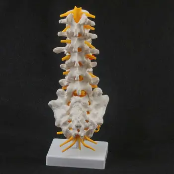 Človekove Ledvene Hrbtenice Repna Vretenca Struktura Medvretenčne Plošče Skupni Model
