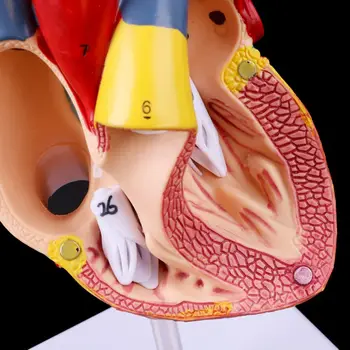 Medicinske oporniki model Brezplačno poštnino Razstaviti Anatomski Človeško Srce Model Anatomijo Medicinske učni pripomoček