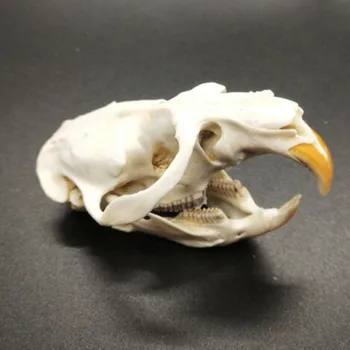 Pravi Živalske Lobanje Ondatra zibethicus Muskrat lobanje, Kosti Skeleta Biologijo Vzorcu Potekal Obrti Naravno Darilo Moda