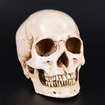 Človeško Glavo Smolo Replika Medicinski Model Visoke Kakovosti Dekorativni Obrti Lobanje Lifesize 1:1 Halloween Dekoracijo Doma