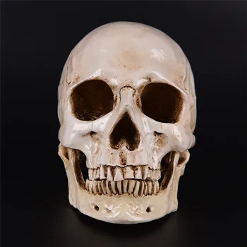 Človeško Glavo Smolo Replika Medicinski Model Visoke Kakovosti Dekorativni Obrti Lobanje Lifesize 1:1 Halloween Dekoracijo Doma
