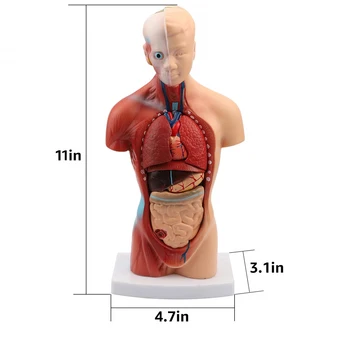 28 cm Človeškega Trupa Telesa Model Anatomija Anatomski Medicinske Notranjih Organov Viscera Srce, Možgane, Kosti Poučevanje Biologije za Poučevanje Model